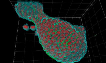 新一代蔡司Celldiscoverer 7—化繁为简，精彩不妥协