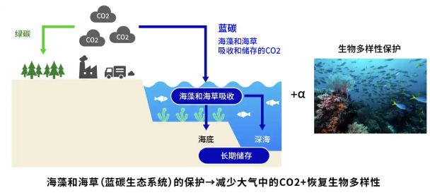 优化电子设备导热，低成本量化碳吸收 : 脱碳环保，村田出新招！